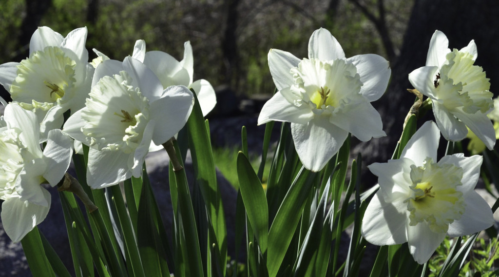 Spring flowers