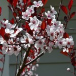 image of blossoms