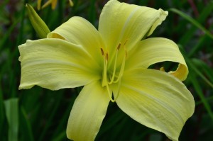 Lucy and John's Day Lillies