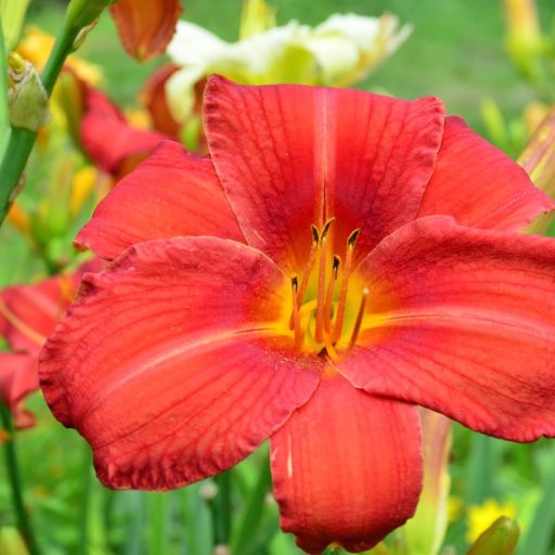 Area Plant Sales and Events | Gardeners Exchange