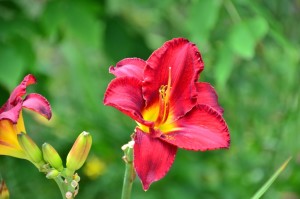 One of Lucy and John's Day Lillies