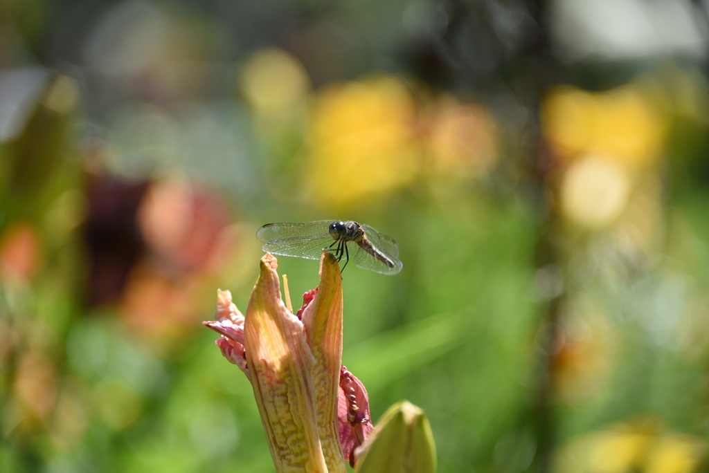 Dragonfly visiting the garden
