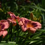Lucy's lilies