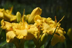 Lucy's lilies