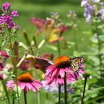 Butterfly visiting echinacea