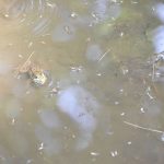 Frog in the puddle
