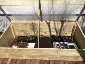 Cold frame with plants