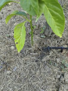 Drip emitter under pepper plant