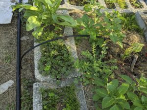 Multi-emitter line into raised bed