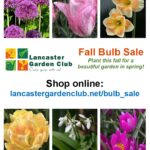 Lancaster Garden Club Bulb Sale